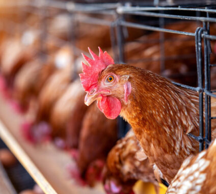 Every successful poultry farm begins with a simple idea, an interest, a passion, or a desire to create something sustainable.