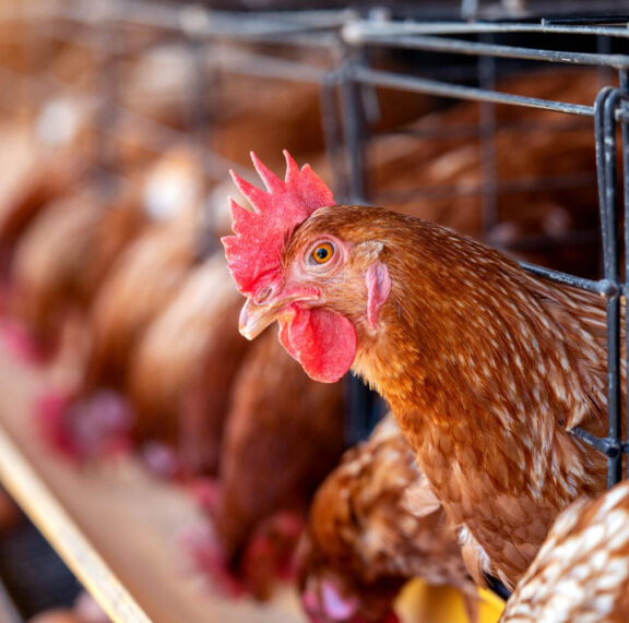 Every successful poultry farm begins with a simple idea, an interest, a passion, or a desire to create something sustainable.