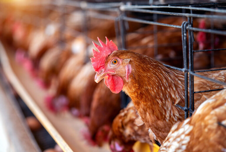 We deliver complete poultry cage solutions with consultation, custom design, product selection, delivery, installation, and after-sales support tailored to your farm’s needs.