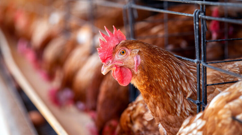 Every successful poultry farm begins with a simple idea, an interest, a passion, or a desire to create something sustainable.