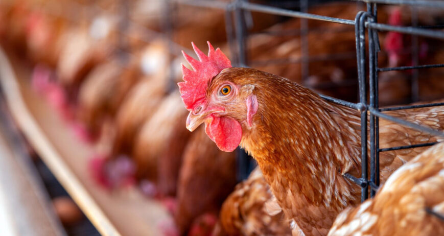 Every successful poultry farm begins with a simple idea, an interest, a passion, or a desire to create something sustainable.