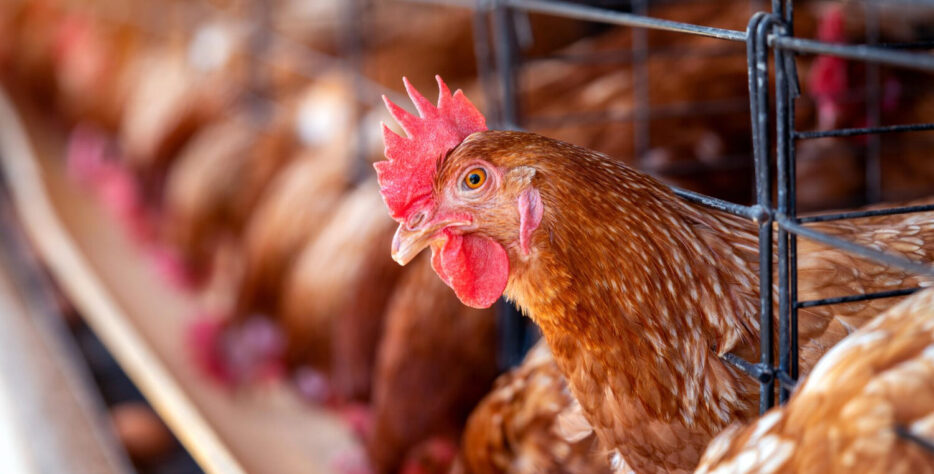 We deliver complete poultry cage solutions with consultation, custom design, product selection, delivery, installation, and after-sales support tailored to your farm’s needs.