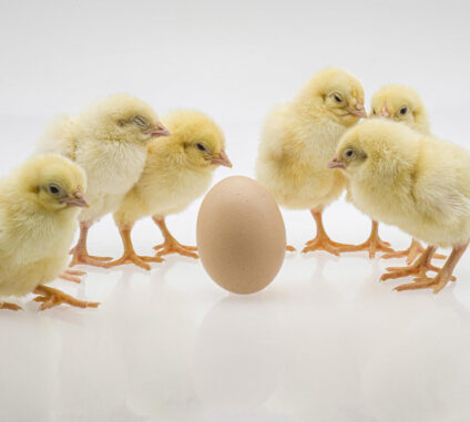 The journey of building a productive poultry farm begins with one key decision.