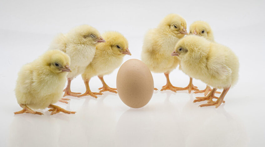 The journey of building a productive poultry farm begins with one key decision.