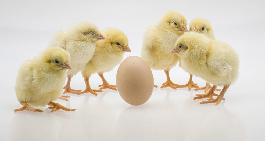 The journey of building a productive poultry farm begins with one key decision.