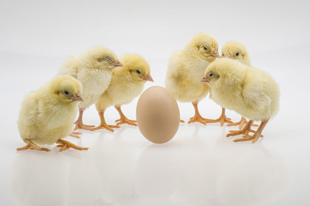 We provide a seamless booking system for eggs, day-old chicks, growers, and point-of-lay birds—complete with health records, breed options, availability tracking, and delivery scheduling.