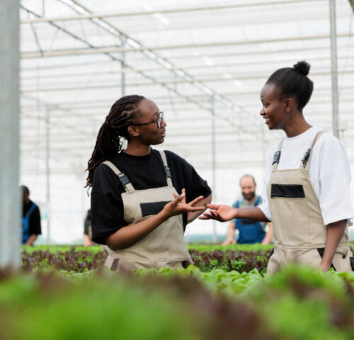 A poultry farm tour is more than a simple visit. It is an experience that opens the mind, inspires curiosity, and helps people understand where their food comes from