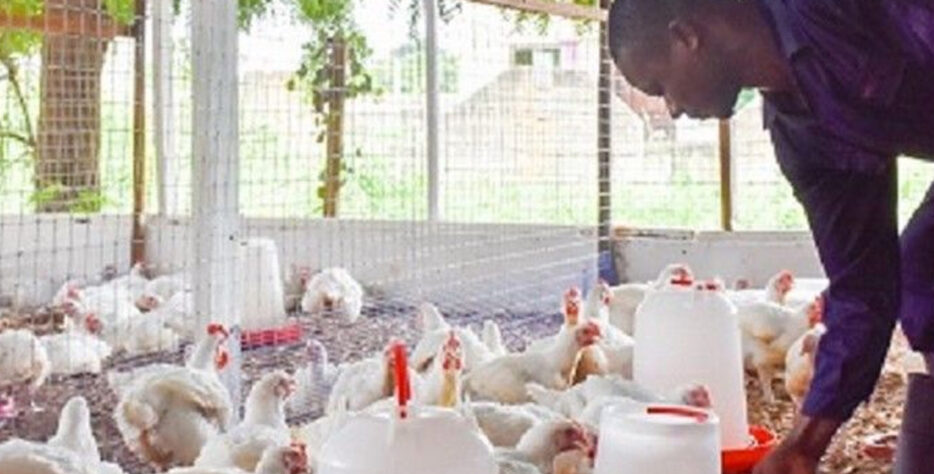 Our farm leasing service provides individuals, investors, and aspiring farmers with fully prepared poultry facilities without the stress of building from scratch