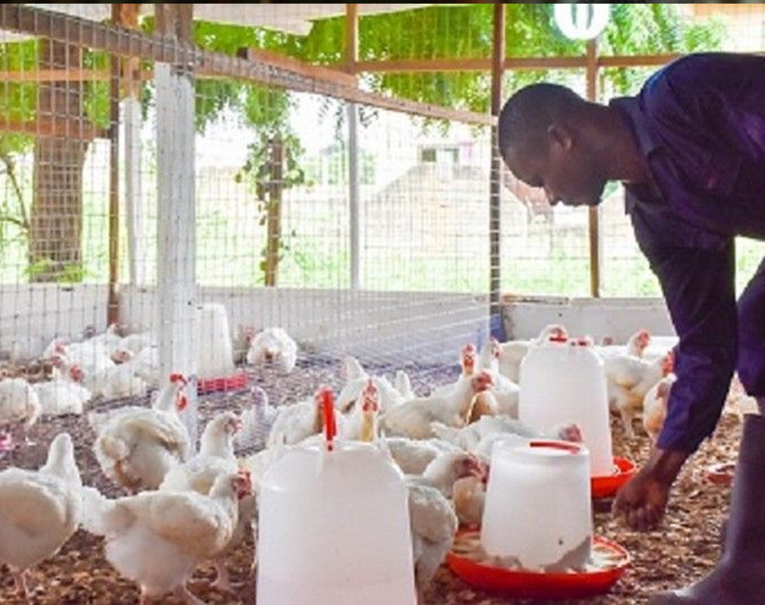 Keeping a poultry flock healthy begins long before the birds start laying eggs or gaining weight—it starts with a proper vaccination schedule