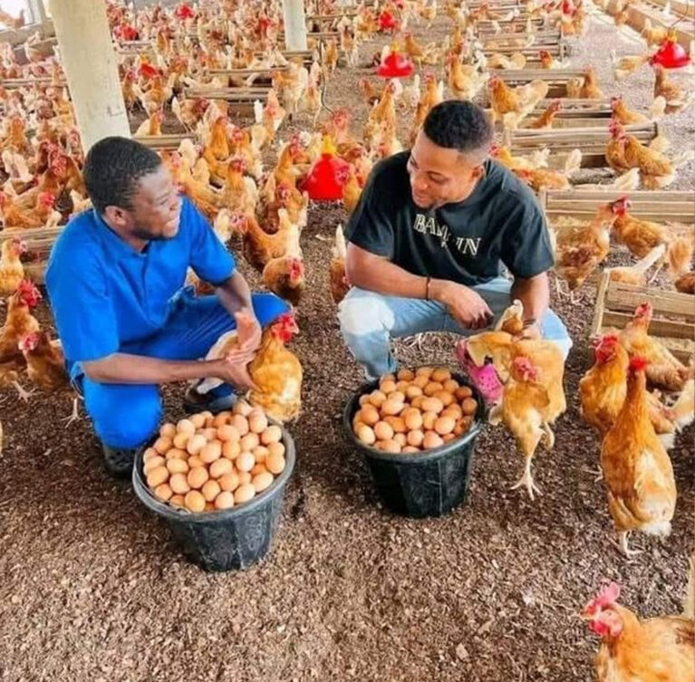 We offer guided farm tours and structured poultry training for students, beginners, and commercial farmer, featuring hands-on learning, interactive sessions, and flexible training levels.