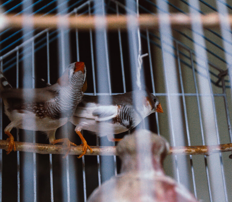 We deliver complete poultry cage solutions with consultation, custom design, product selection, delivery, installation, and after-sales support tailored to your farm’s needs.