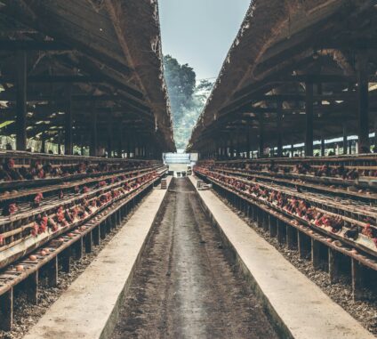 Modern poultry farming has evolved far beyond the traditional open housing setup, and one of the biggest transformations is the adoption of efficient cage systems