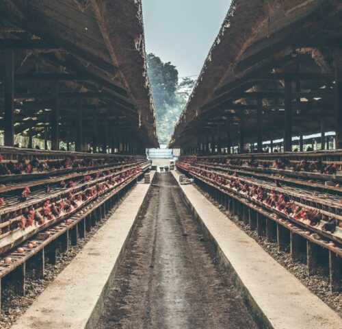 Modern poultry farming has evolved far beyond the traditional open housing setup, and one of the biggest transformations is the adoption of efficient cage systems