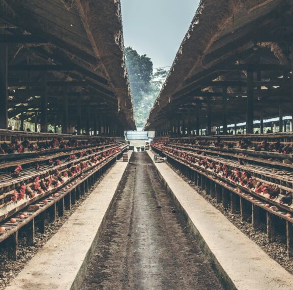 Modern poultry farming has evolved far beyond the traditional open housing setup, and one of the biggest transformations is the adoption of efficient cage systems