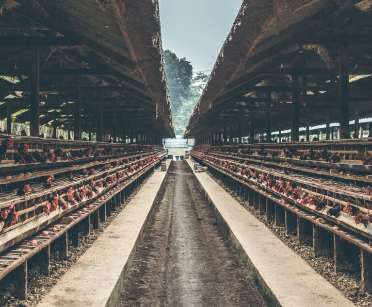 Modern poultry farming has evolved far beyond the traditional open housing setup, and one of the biggest transformations is the adoption of efficient cage systems