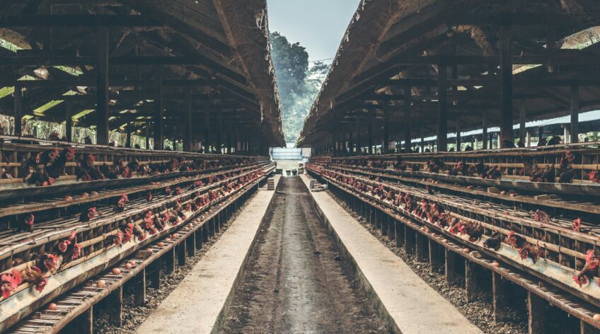 Modern poultry farming has evolved far beyond the traditional open housing setup, and one of the biggest transformations is the adoption of efficient cage systems