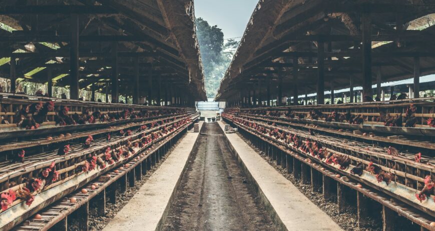 Modern poultry farming has evolved far beyond the traditional open housing setup, and one of the biggest transformations is the adoption of efficient cage systems