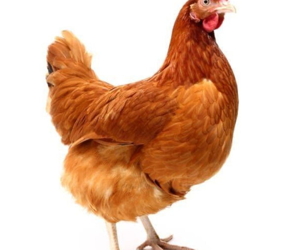 Point-of-Lay (POL) Birds