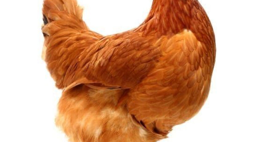 Our Point-of-Lay (POL) Birds are ideal for farmers who want an almost immediate return on investment. These pullets are raised to the critical pre-lay stage, meaning they are healthy, mature, and only weeks—or even days—from starting egg production. Each bird is managed with high-quality feed, proper lighting schedules, and complete vaccination to ensure excellent laying performance once they arrive on your farm. We provide top commercial layer breeds such as ISA Brown, Lohmann, Bovans, and more, giving you access to birds with proven genetic potential and high productivity. These pullets undergo professional monitoring throughout their growing cycle, ensuring proper body weight, strong immunity, and optimal readiness for peak-lay performance.