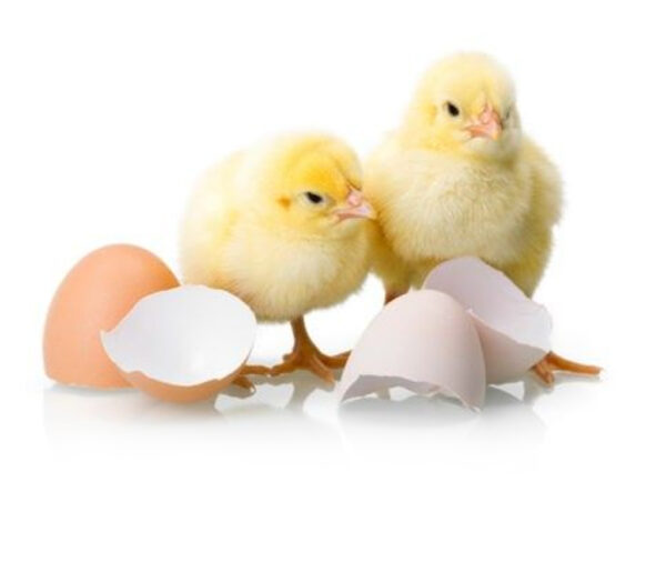 Day-Old Chicks (DOC)