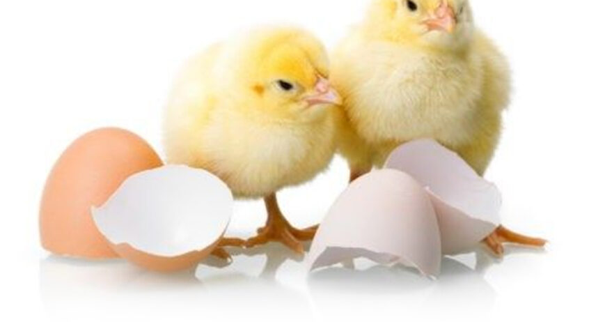 Our Day-Old Chicks (DOC) are sourced from certified hatcheries and delivered fresh within hours of hatching. Each chick is screened for quality, vaccinated appropriately, and selected for strength, vitality, and early growth potential. Whether you're starting a new batch or scaling your poultry operation, our DOC supply includes broilers, layers, as-hatched, sexed pullets, and sexed cockerels to suit every farm type and production goal. We provide structured bookings, breed options, and flexible order quantities for both small and commercial buyers. Every chick is handled with proper care during transportation to ensure minimal stress and high survival rates upon arrival. With consistent supply, transparent health records, and reliable delivery, our DOC remain a trusted choice for farmers seeking healthy birds with excellent growth performance.