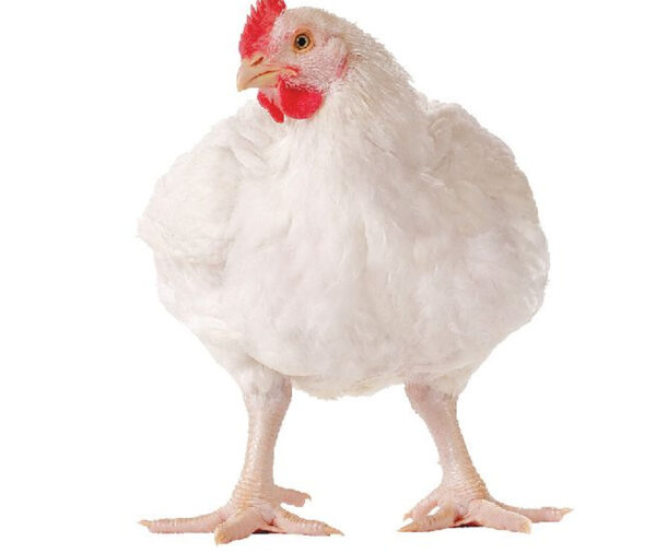 10-Week Grower Birds