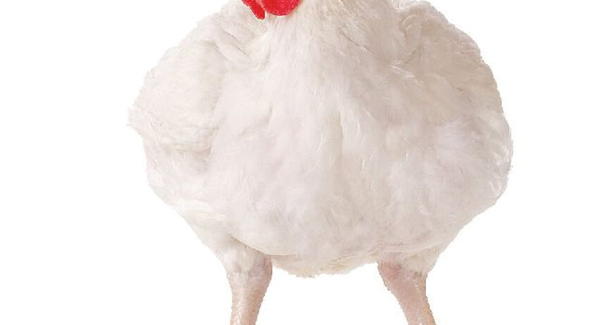 Our 10-Week Grower Birds offer farmers a balanced, low-risk option between day-old chicks and point-of-lay pullets. These birds have successfully passed the delicate brooding stage and are raised with proper nutrition, vaccinations, and controlled housing, ensuring excellent survival and growth rates. They are ideal for farmers who want to avoid early mortality and start with birds that are strong, stable, and already well-developed. Every grower bird is monitored closely during its development, ensuring it grows with good body weight, clean health status, and consistent performance. This stage provides farmers with convenience, reduced workload, and a shorter waiting period before the birds reach maturity or begin egg production, depending on their breed.