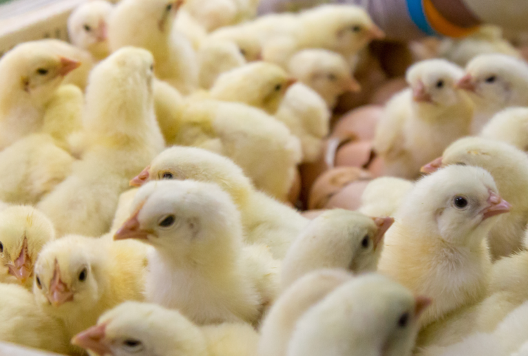 We provide a seamless booking system for eggs, day-old chicks, growers, and point-of-lay birds—complete with health records, breed options, availability tracking, and delivery scheduling.