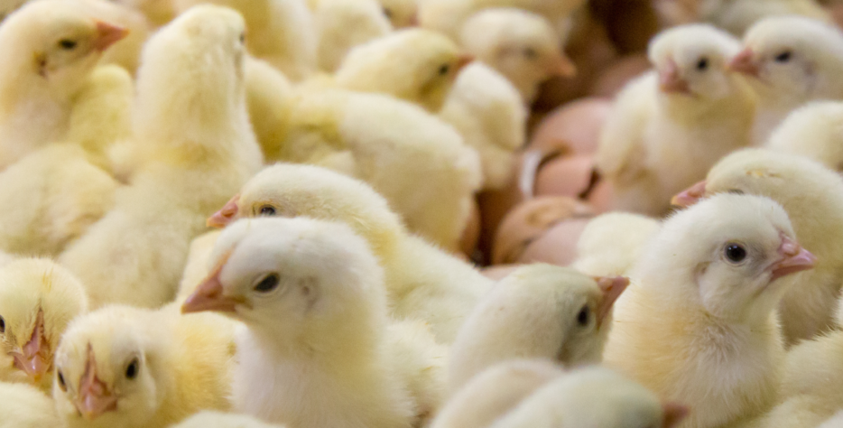 We provide a seamless booking system for eggs, day-old chicks, growers, and point-of-lay birds—complete with health records, breed options, availability tracking, and delivery scheduling.